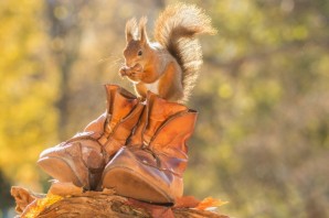 Осенняя белочка