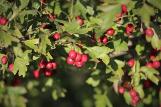 Красная ягода с косточкой кустарник