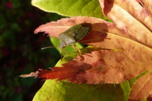 Осенние жуки