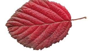 Красные листья осины