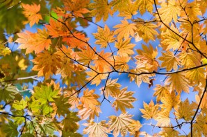 Виды осенних листьев
