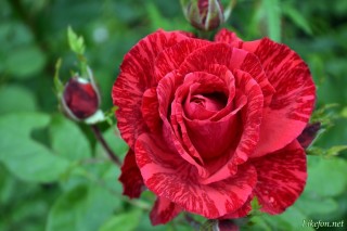 Ярко красная роза в полоску