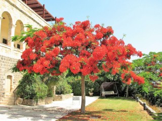 Дерево в турции с красными цветами