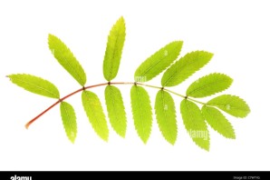 Лист рябины и акации