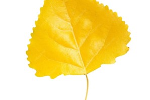 Осенние листья тополя