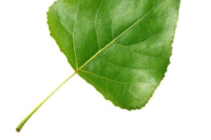 Листочек тополя