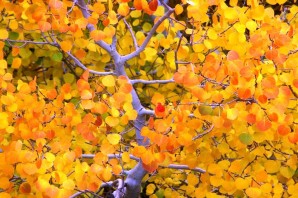 Окрас осины осенью