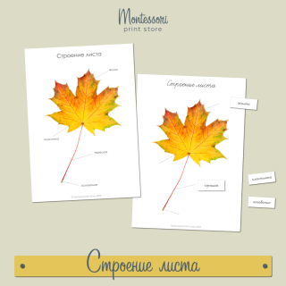 Форма основания листа клена