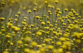 Желтые цветочки на полях
