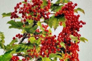 Дерево с красными ягодами гроздьями