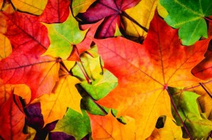 Цветные осенние листья