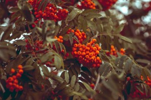 Рябина эстетика