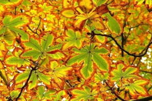 Каштановые листья летом и осенью