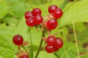 Растение с красными ягодами на стебле