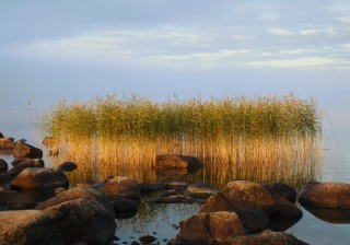 Растения на онежском озере