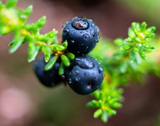 Съедобная черная ягода