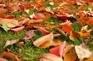 Осенняя листва на земле