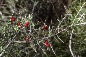Колючий кустарник с ягодами