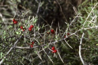 Колючий кустарник с ягодами