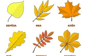 Образцы листьев деревьев
