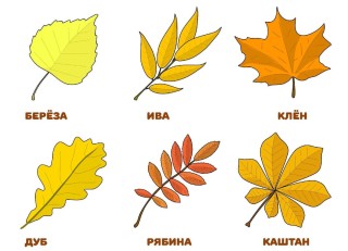 Образцы листьев деревьев
