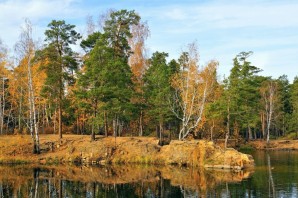 Сосновый бор осенью