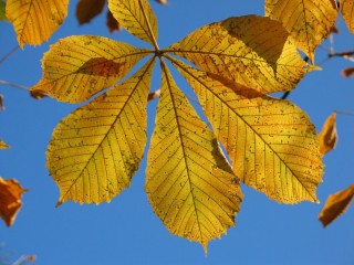 Осенний цвет листа каштана