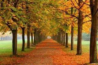Осенний пейзаж аллея