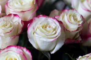 Белые розы с розовой каймой