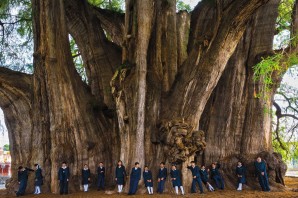 Самый высокий дуб в мире