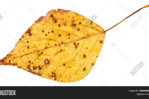 Желтые листья тополя