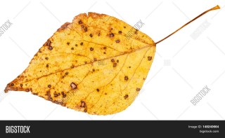 Желтые листья тополя