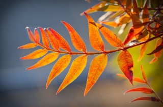 Летний лист рябины