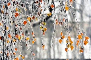 Поздняя осень на рабочий стол