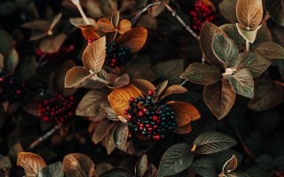 Красная осенняя ягода