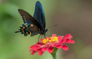 Красивая бабочка на цветке