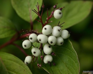 Растение с белыми плодами