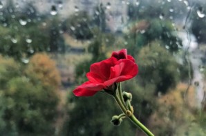 Грустные цветочки