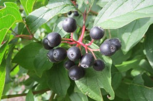 Растение с черными ягодами