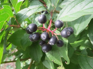 Растение с черными ягодами
