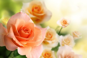 Чайные розы с днем рождения женщине