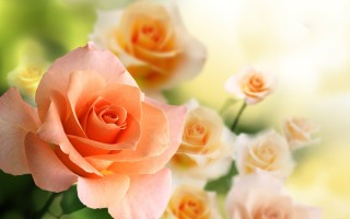 Чайные розы с днем рождения женщине