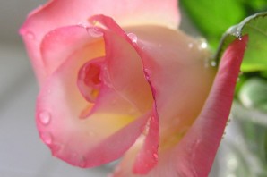 Роза с капельками росы на рассвете