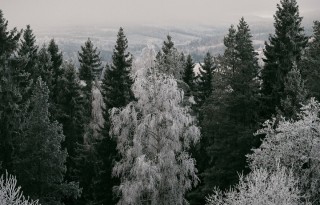 Пейзаж хвойные деревья