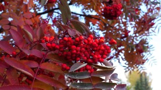 Ясень и рябина листья