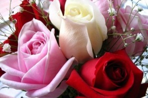 Красивые розы для женщины