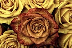 Роза коричневая с желтым