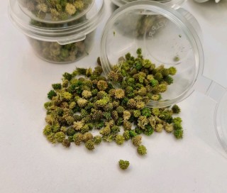 Растение с маленькими шишечками