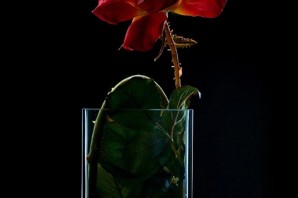Красная роза в стеклянной вазе