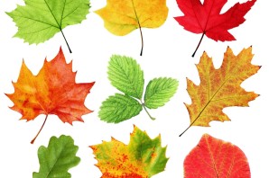 Листья различных деревьев
